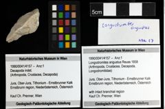 Foto (Objekt + Etiketten) von Longodromites angustus (Reuss 1858)